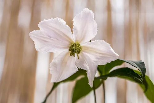 Clematis Hybride John Paul II, weißrosa Kletterpflanze - Elegante Kletterpflanze mit großblütiger Blütenpracht, ideal für Pergolen und Zäune. Langblühend von Juni bis September, sorgt für romantische Akzente im Garten.