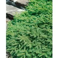 Pflanzen für Dich Konifere Picea abies Pumila, 1 St. - Kompakte Zwergfichte für Ihren Garten - Ziergehölze - Die Zwergfichte überzeugt mit ihrem kompakten, immergrünen Wuchs und ist ideal für kleine Gärten oder als Kübelpflanze. Pflegeleicht und winterhart sorgt sie ganzjährig für grüne Akzente.