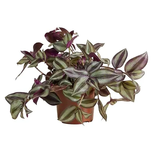 Bloomique - Tradescantia Violet Hill - Daddy Plant - Zimmerpflanzen - Hängepflanze - Luftreinigend - Pflegeleicht - 10-20 cm hoch - Topf 12 cm