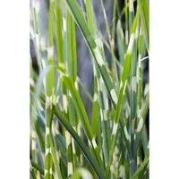 Miscanthus Sinensis Strictus Zebragras - Pflegeleichte Ziergräser - Gräser, winterhart und schädlingsresistent, ideal für Solitärpflanzungen oder Sichtschutz mit auffälligen gelb-grünen Blättern und silbrig-weißen Blütenrispen.