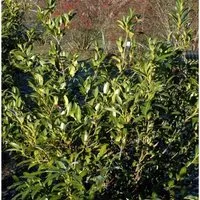 Produktbild Aufrechte Lorbeerkirsche 40-60cm - Prunus,aurocerasus