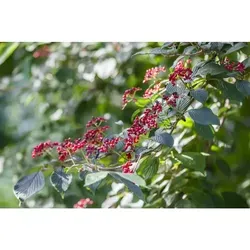 Pflanzen-für-dich.de - Wolliger Schneeball Viburnum lantana c 60- 100