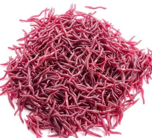 MathoX 50 Rotwürmer Soft Bait │Zander Hecht Barsch Forelle │ Drop Shot 4cm