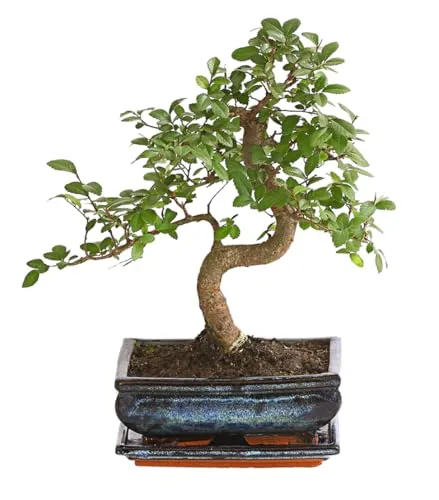 Dehner Japanische Zelkove Bonsai im Keramiktopf