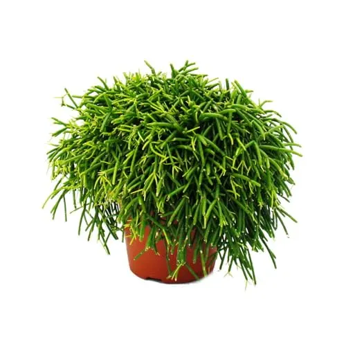 Exotenherz Kaktus Rhipsalis - Korallenkaktus im 12cm Topf - Pflegeleichte Zimmerpflanze mit hängenden Wuchsformen, ideal für Blumenampeln oder dekorative Gefäße. Bringt exotischen Charme in Ihr Zuhause und ist perfekt für Pflanzenliebhaber.