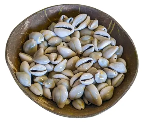 Amazigh Berber Kaurimuscheln, ungebohrt, echte marokkanische El Wadaa Kaurimuscheln, 50 Stück