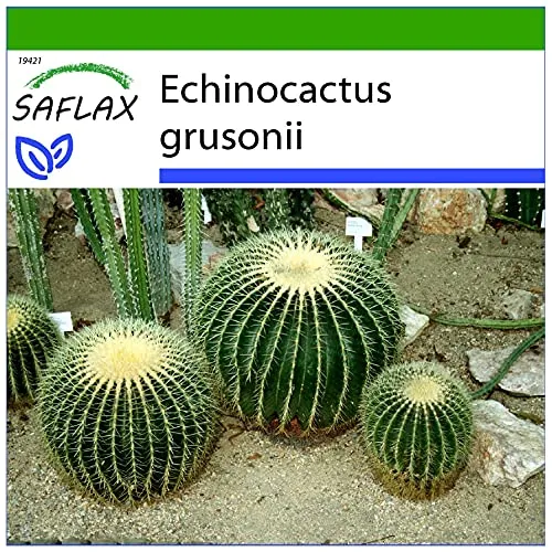 SAFLAX - Kakteen - Schwiegermutterstuhl - 40 Samen - Mit keimfreiem Anzuchtsubstrat - Echinocactus grusonii