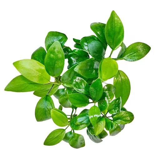 Anubias barteri VAR. Nana - Zwergspeerblatt in vitro XL - 8,5cm Bechergröße - in vitro Wasserpflanzen für Aquarien