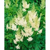 Astilbe X Arendsii Weiße Gloria Prachtspiere Ca. 9x9 cm Topf