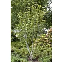 Acer pensylvanicum - Streifenahorn - Ziergehölz mit einzigartiger Rindenzeichnung, bienenfreundlich und pflegeleicht. Ideal für schattige Ecken und winterhart bis -30°C.