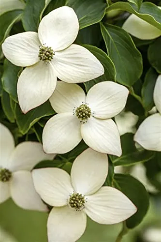 Cornus Kousa Chinensis Wietings Select in weiß von PlantaPro