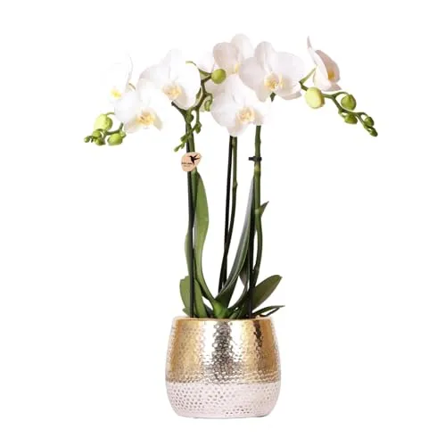 Weiße Phalaenopsis Orchidee Amabilis im Elite Ziertopf Gold - Frische Zimmerpflanze, 46 cm hoch und ideal als Geschenk zum Geburtstag, verleiht jedem Raum einen eleganten Akzent.