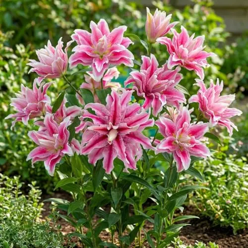 Lotus Lilien Rot Pastellfarben (10 duftende Zwiebeln) in rot von DUTCH BULBS