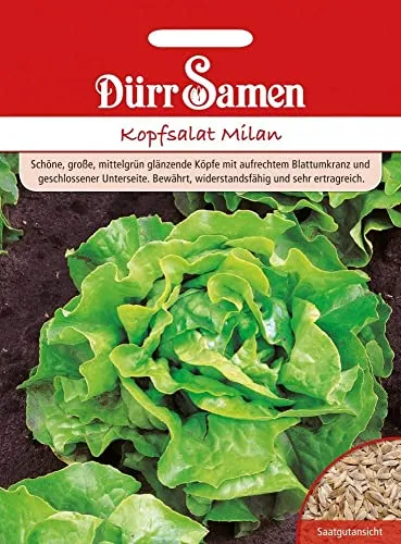 Kopfsalat Samen Mailand Salat Gemüse Saatgut Garten Hochbeet Salatsamen Ertragreich ca 250 Korn Hochbeet Gewächshaus Dürr Samen