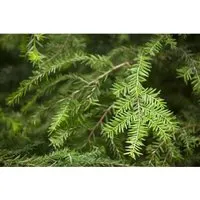 Elegante Kanadische Hemlocktanne - Tsuga canadensis, hängeform - Ziergehölz für schattige Standorte, pflegeleicht mit feinem Nadelschmuck und harmonisch-pyramidaler Silhouette, ideal als Solitär oder Heckenpflanze