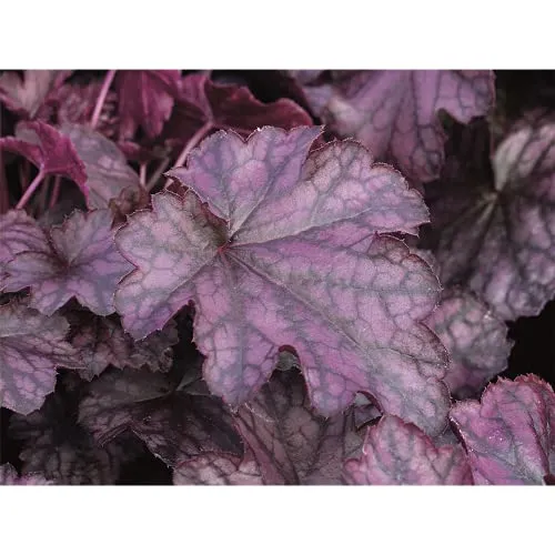 Heuchera - Purpurglöckchen 