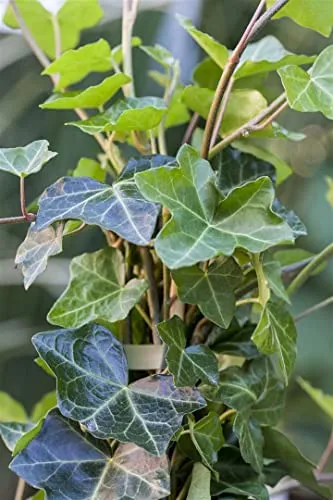 Hedera helix 'Hibernica' 60–100 cm – Winterhart, Immergrün, Pflegeleicht – Irischer Efeu – Kletterpflanze für Pergola & Rankhilfe