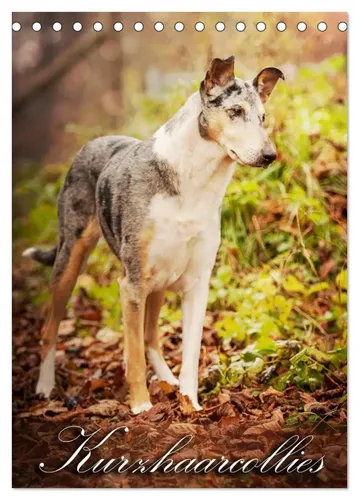 Laura Längsfeld | Kurzhaarcollies (Tischkalender 2026 DIN A5 hoch), CALVENDO...
