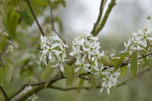 Pflanzen für Dich Gehölze Amelanchier laevis, 1 St., Kupfer-Felsenbirne, Felsenbirne