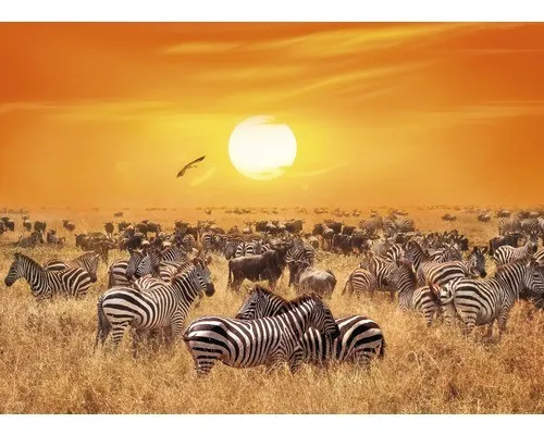 Fototapete Vlies 18776 - African Antelopes and Zebras 7-tlg. 350 x 260 cm - Fototapete aus Vlies für stilvolle Räume, bringt afrikanisches Flair mit Antilopen und Zebras in Ihr Zuhause.