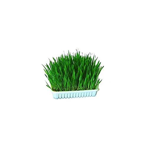 Kerbl Pet Katzengras 100 g | Katzenzubehör, 100 g