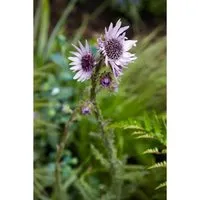 Berkheya Purpurea Silberdistel Ca. 11x11 cm Topf