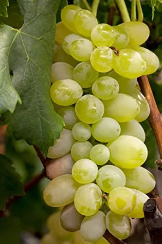 Vitis vinifera 'Primus' - Weinrebe mit grünen Trauben - Obstsamen & -pflanzen: Erntezeit im September, pflegeleicht und winterhart, ideal für Pergolen und Spaliere mit großen, süßen Trauben.
