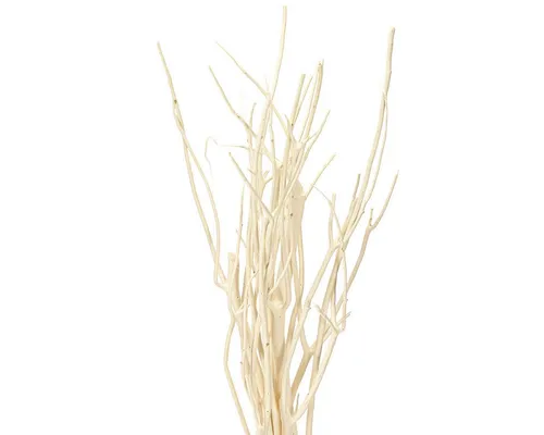 Produktbild Trockenblume Mitsumata Zweige Weiß Deko 34-60cm 12 St Naturdeko Asiatisch, 12 Stück, Viana, Höhe 2 cm