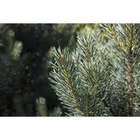 Pflanzen für Dich Konifere Pinus sylvestris Watereri - Ziergehölz mit kompaktem, immergrünen Wuchs und attraktiven blaugrünen Nadeln, ideal für Vorgärten und Kübelpflanzen. Robuste und pflegeleichte Konifere für ganzjährigen Schmuck im Garten.