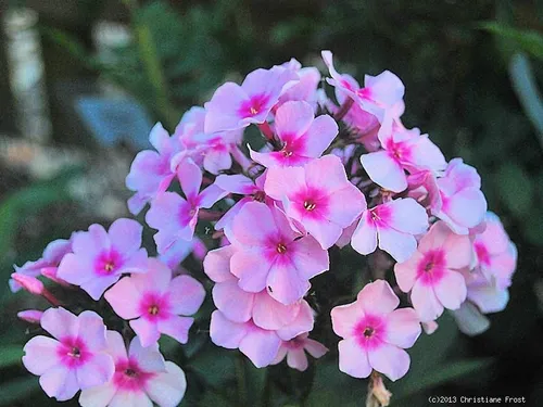 Hoher Phlox Bright Eyes