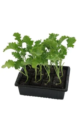 Grünkohlpflanzen im 20er Pack, Grünkohlpflanzen, Grünkohl kaufen, Gemüsepflanzen,Brassica oleracea v