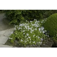 Geranium Clarkei Kashmir White Storchschnabel Ca. 9x9 cm Topf