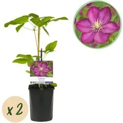 Everspring Zimmerpflanze Lila Blumentopf-Akzent – Forever & Ever Hortensie | Green boutiQ