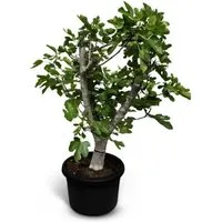 Sunny-Tree Feigenbaum 30 Jahre Alt Ficus Carcia Obstbäume sort Brown Turkey Winterhart 220 cm Inklusive Topf