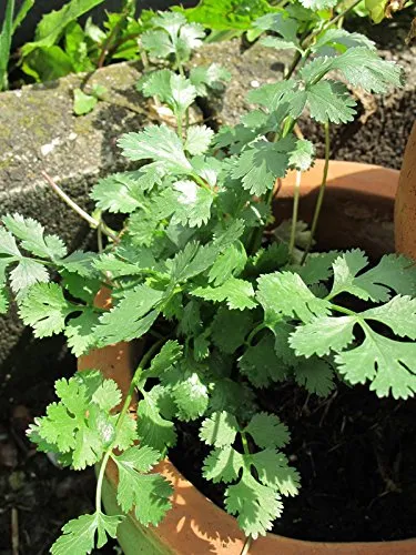 Glattblättriger Kerbel (Anthriscus cerefolium) 500 Samen