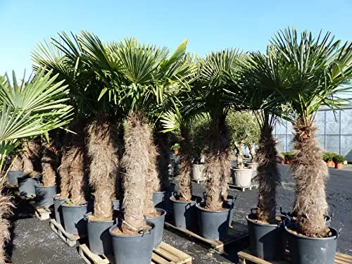 XXXXL Trachycarpus fortunei - Winterharte Hanfpalme mit 120 cm Stamm - Bäume, Sträucher & Hecken - Robust bis -18°C, ideal für Gartenliebhaber auf der Suche nach einer beeindruckenden, pflegeleichten Palme.