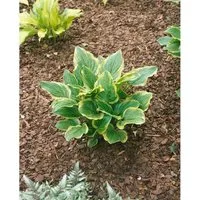 Produktbild Hosta Plantaginea So Sweet Duftende Funkie Ca. 11x11 cm Topf