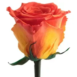 Kunstblume Ewige Rose von Rosemarie Schulz