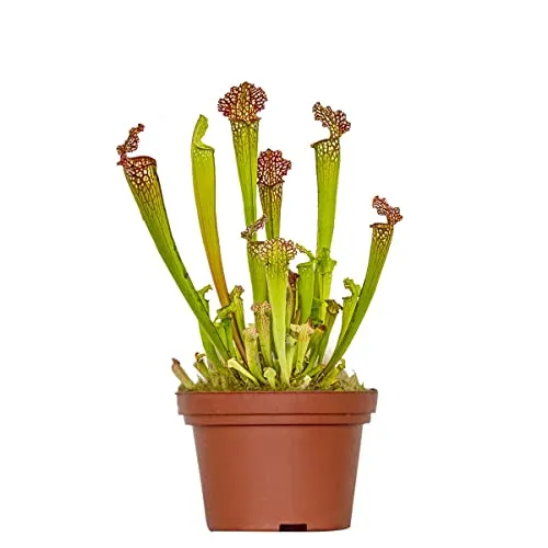 Bloomique - Sarracenia Juthatip Soper - Schlauchpflanze - Fleischfressende Pflanze - Höhe 15-25 cm - Topf 12 cm