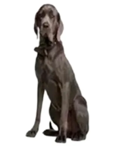 Sustain L Breed 30 Beutel