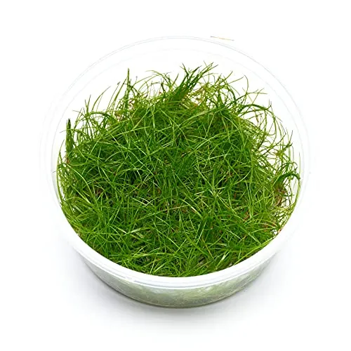 USCAPE Eleocharis acicularis Nadelsimse in vitro 8,5cm Bechergröße - in vitro Wasserpflanzen für Aquarien