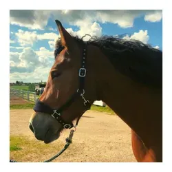 Pferdelinis Fleece Halfter für Pferde - 2-fach verstellbares Halfter in schwarz, bietet optimalen Komfort und Schutz für empfindliche Pferdehaut.