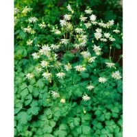 Aquilegia vulgaris 'Green Apples' - Besondere Akelei im Topf - Aquilegia vulgaris ‘Green Apples’ begeistert mit gefüllten, grün-weißen Blüten und feinem, blaugrünem Laub. Ideal für Beete und Kübel, bringt sie Eleganz auf Terrasse und Balkon. Pflegeleicht und dekorativ!
