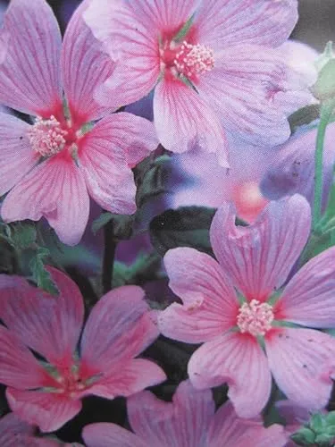 Lavatera thuringiaca Rosea von Baumschule