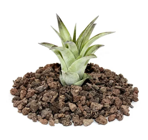 Exotenherz Zimmerpflanze Tillandsia brachycaulos mutliflora - lose Pflanze klein