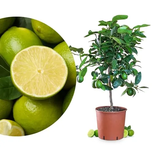 Meine Orangerie Limettenbaum Citrus Latifolia – persische Limette - fruchtreife, immergrüne Zitruspflanze mit essbaren Limetten – Mediterranes Flair für Garten, Terrasse oder Balkon (Topf Ø 22cm)