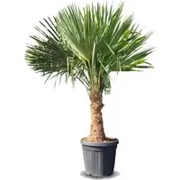 Sunny-Tree Trachycarpus Fortunei