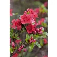 Rhododendron Obtusum Fairy Dreams Majas Rubin Rubinrot 20–25 cm