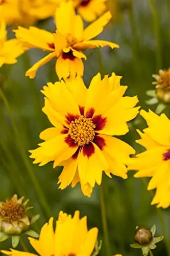 Coreopsis lanceolata 'Sterntaler' 9x9 cm Topf – Winterhart, Mehrjährig, Pflegeleicht – Mädchenauge – Staude für Beet & Rabatte