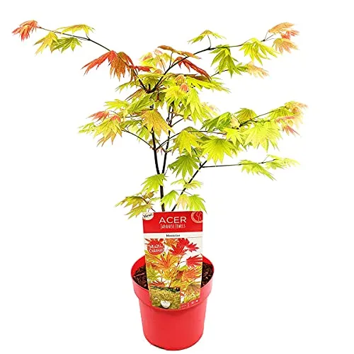Bloomique - Acer Shirasawanum Moonrise - Japanischer Ahorn - Gartenpflanzen - Winterhart - 50-70 cm Hoch - Topf 19 cm